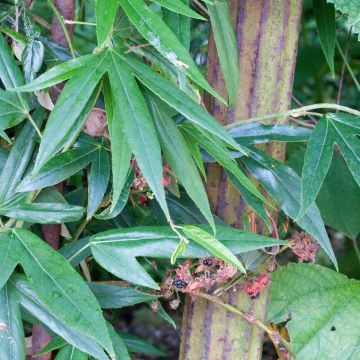 Rubus henryi bambusarum - Ronce de Henry