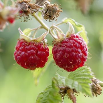 Framboisier Tulameen - Rubus idaeus