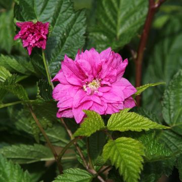 Rubus spectabilis Olympic Double - Pracht-Himbeere