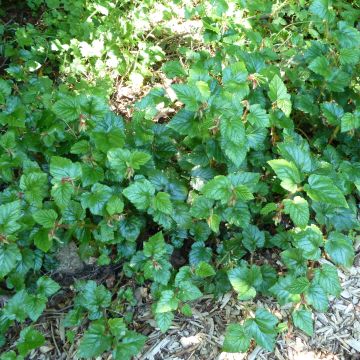 Rubus tricolor Betty Ashburner - Dreifarbige Brombeere