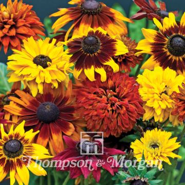 Rauher Sonnenhut All Sort Mixed (Samen) - Rudbeckia