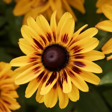 Rauher Sonnenhut Giggling SmileyZ - Rudbeckia