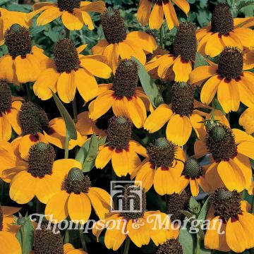 Stängelumfassender Sonnenhut (Samen) - Rudbeckia amplexicaulis