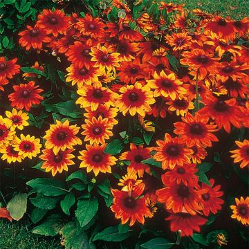 Rudbeckia annuel Autumn Colors