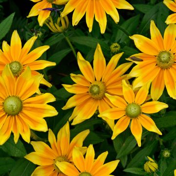 Rudbeckia annuel Prairie Sun