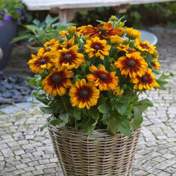 Rauher Sonnenhut Sunbeckia Luna - Rudbeckia