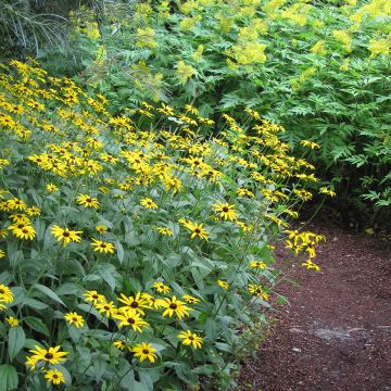 Gemeiner Sonnenhut Early Bird Gold - Rudbeckia fulgida