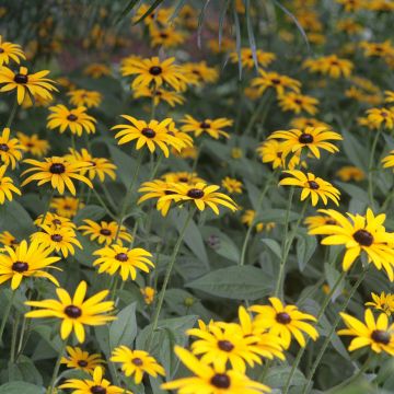 Gemeiner Sonnenhut Pot of Gold - Rudbeckia fulgida var. sullivantii