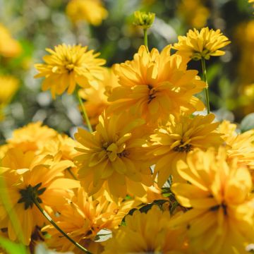 Schlitzblättriger Sonnenhut Goldquelle - Rudbeckia laciniata