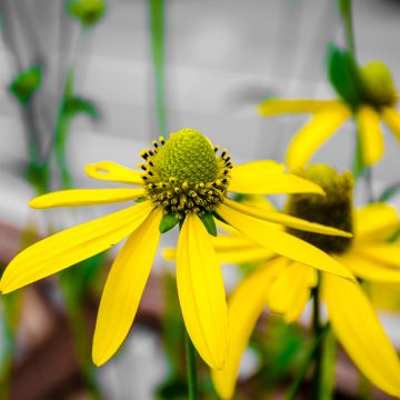 Fallschirm-Sonnenhut Herbstsonne - Rudbeckia nitida