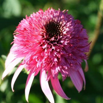 Echinacea purpurea Razzmatazz - Echinacée