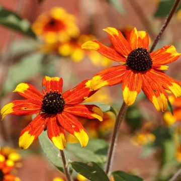 Oktober-Sonnenhut Prairie Glow - Rudbeckia triloba