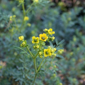 Wein-Raute - Ruta graveolens