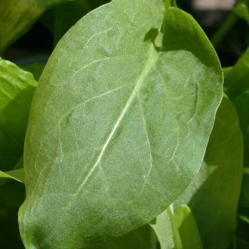 Ampfer (Pflanzen) - Rumex scutatus