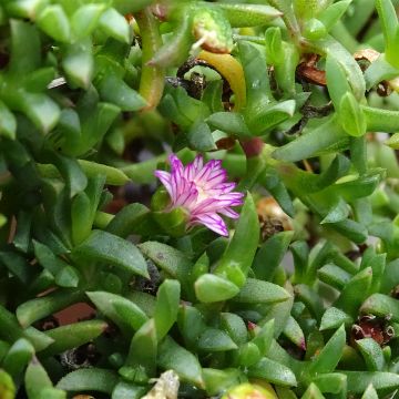 Ruschia prostrata - Straucheiskraut