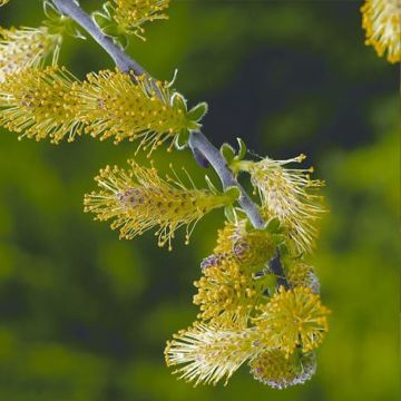 Salix repens Armando - Saule rampant