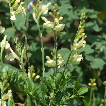 Salvia greggii Sungold - Strauchiger Salbei