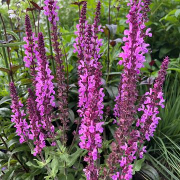 Salvia sylvestris Katsjing - Steppen-Salbei