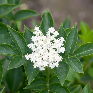 Schwarzer Holunder var. albida - Sambucus nigra