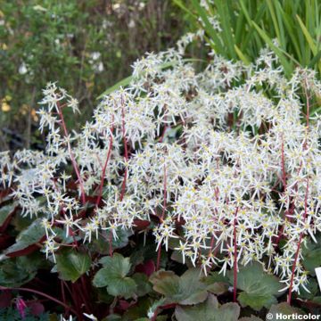 Saxifraga fortunei Rubrifolia - Herbst-Steinbrech