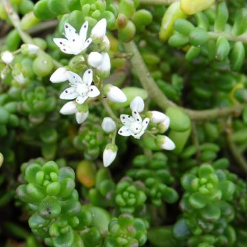 Fetthenne - Sedum divergens