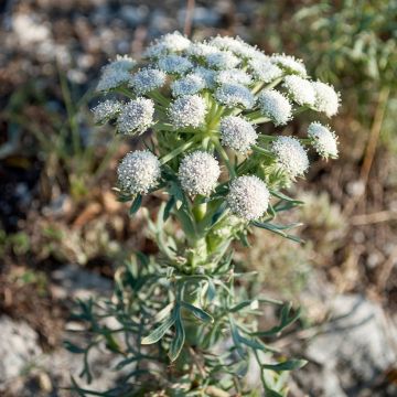 Seseli gummiferum - Grauer Bergfenchel