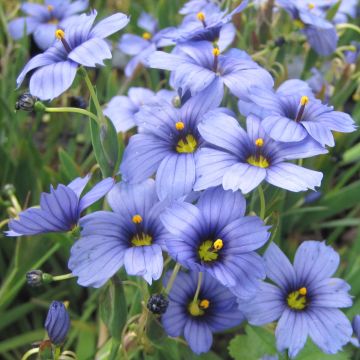 Sisyrinchium angustifolium Devon Skies - Schmalblättriges Blauaugengras