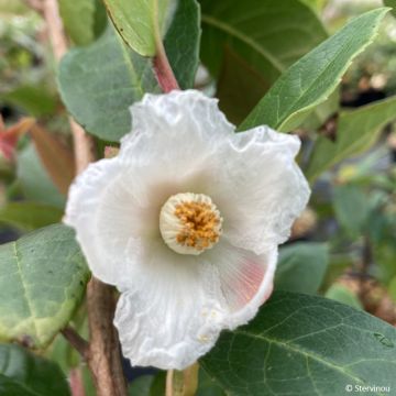 Stewartia pteropetiolata - Scheinkamelie