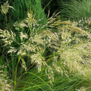 Stipa splendens - Federgras