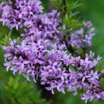 Afghanischer Flieder - Syringa afghanica