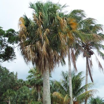 Sabal causarium - Palmier sombrero