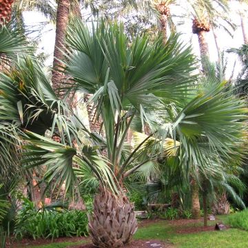 Sabal maritima - Palmettopalme