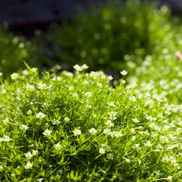 Sagina subulata Green Moss - Pfriemblättriges Mastkraut