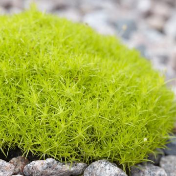 Sagina subulata Lime Moss - Pfriemblättriges Mastkraut