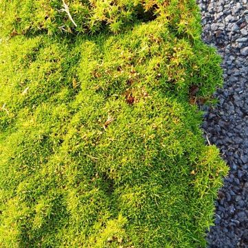 Sagina subulata Pine Green - Pfriemblättriges Mastkraut