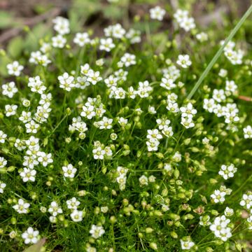 Sagina subulata - Pfriemblättriges Mastkraut