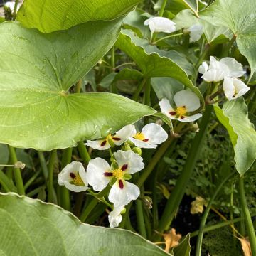 Sagittaria montevidensis - Montevideo-Pfeilkraut