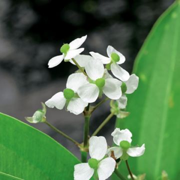 Sagittaria graminea - Grasblättriges Pfeilkraut