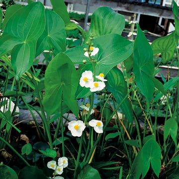 Sagittaria latifolia - Breitblättriges Pfeilkraut