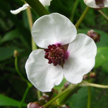 Sagittaria sagittifolia - Gewöhnliches Pfeilkraut