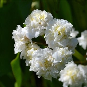 Sagittaria sagittifolia Flore Pleno - Gewöhnliches Pfeilkraut