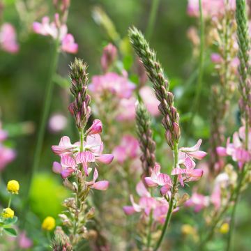 Futter-Esparette - Onobrychis viciifolia