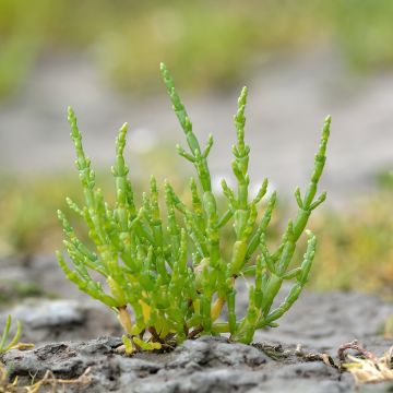 Gemeiner Queller - Salicornia europaea