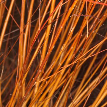 Silber-Weide Pamiati Bażowa - Salix (x) alba