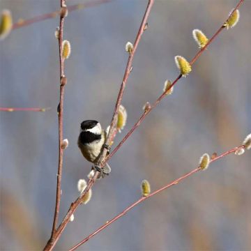 Saule - Salix acutifolia Blue Streak