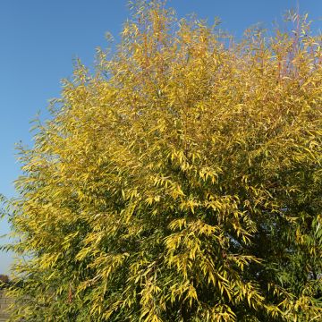 Silber-Weide Aurea - Salix alba