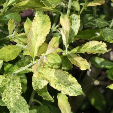 Ohr-Weide Büchelberg - Salix aurita