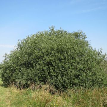 Aschgraue Weide - Salix cinerea