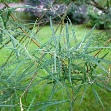 Schmalblättrige Lavendel-Weide Angustifolia - Salix elaeagnos subsp. angustifolia