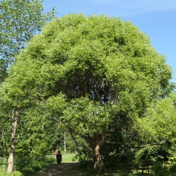 Knack-Weide Bullata - Salix x fragilis